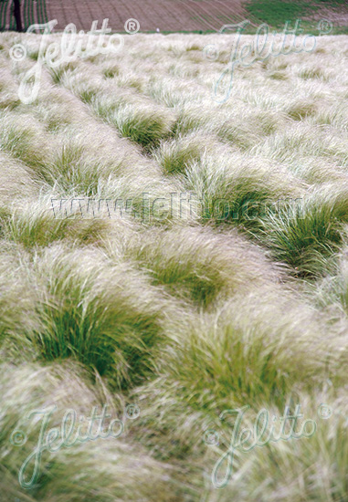 Kavyľ chvostíkový STIPA tenuissima cca.20 semien